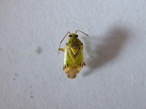 Lygus sp.